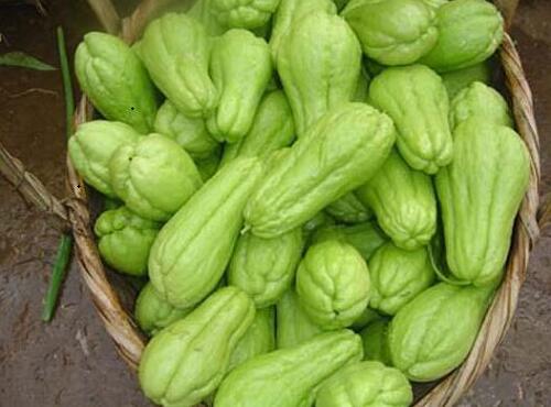 瓜果類(lèi)蔬菜：佛手瓜