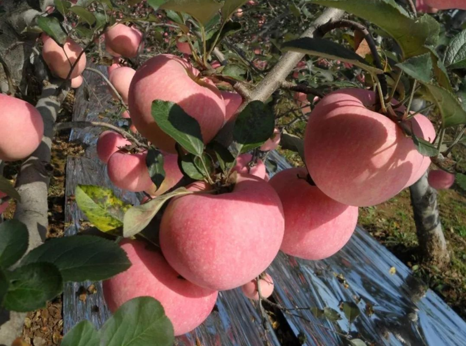 農(nóng)產(chǎn)品配送公司為您報(bào)道：來(lái)自陜西千陽(yáng)蘋(píng)果的故事