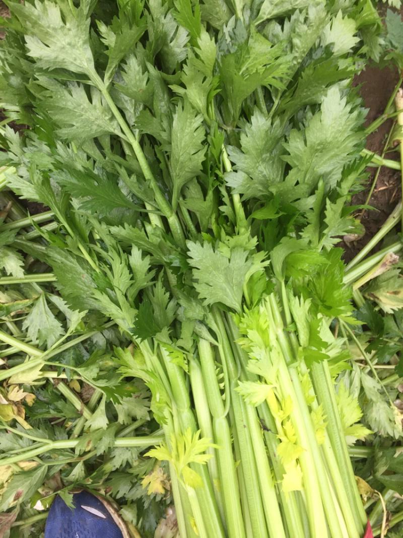 惠州生鮮蔬菜配送?中心為您科普芹菜的營(yíng)養(yǎng)價(jià)值。