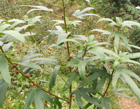 五指毛桃與斷腸草：一場關(guān)乎生死的鑒別